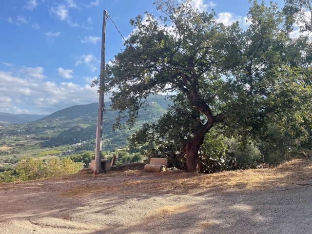 Grande albero e panorama della campagna di Patti